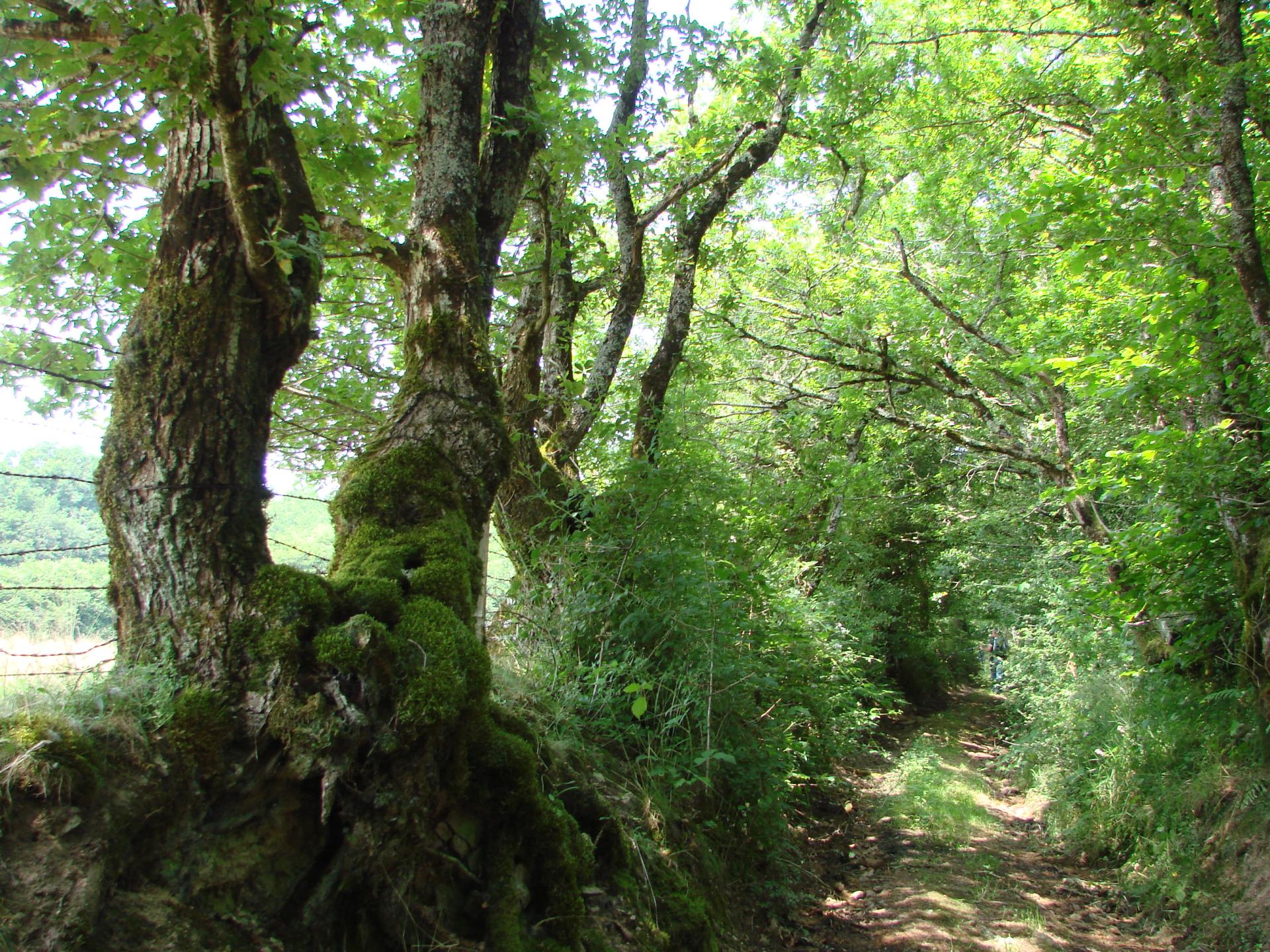 Chemin creux