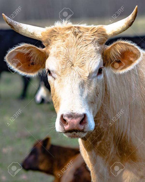 photo d'une vache